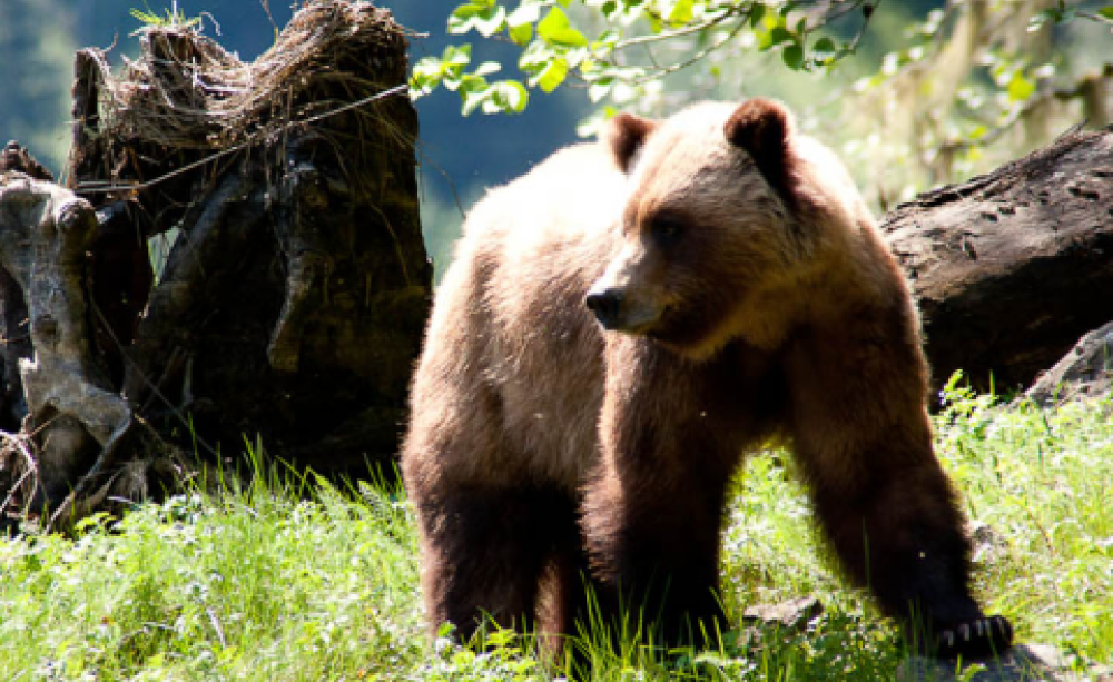Female Grizzly Bear, Khutzeymateen Grizzly Bear Sanctuary, BC. Photo: Heather and Mike via Flickr.com.