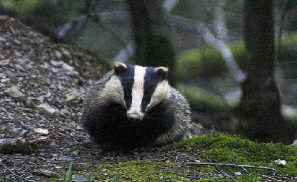 A Devon badger in the wild. Photo: Jon Bowen via Flickr.com.