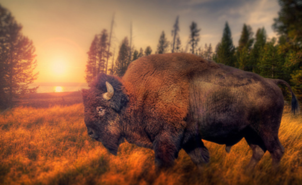 A Yellowstone bison roaming the wilderness. Photo: Captain Kimo via Flickr.com.