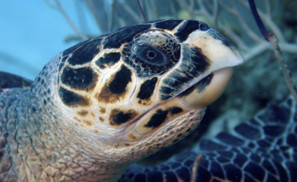 A Hornbill turtle photographed at Grant Turk Island, TCI. Photo: Ron Brugger via Flickr.com.