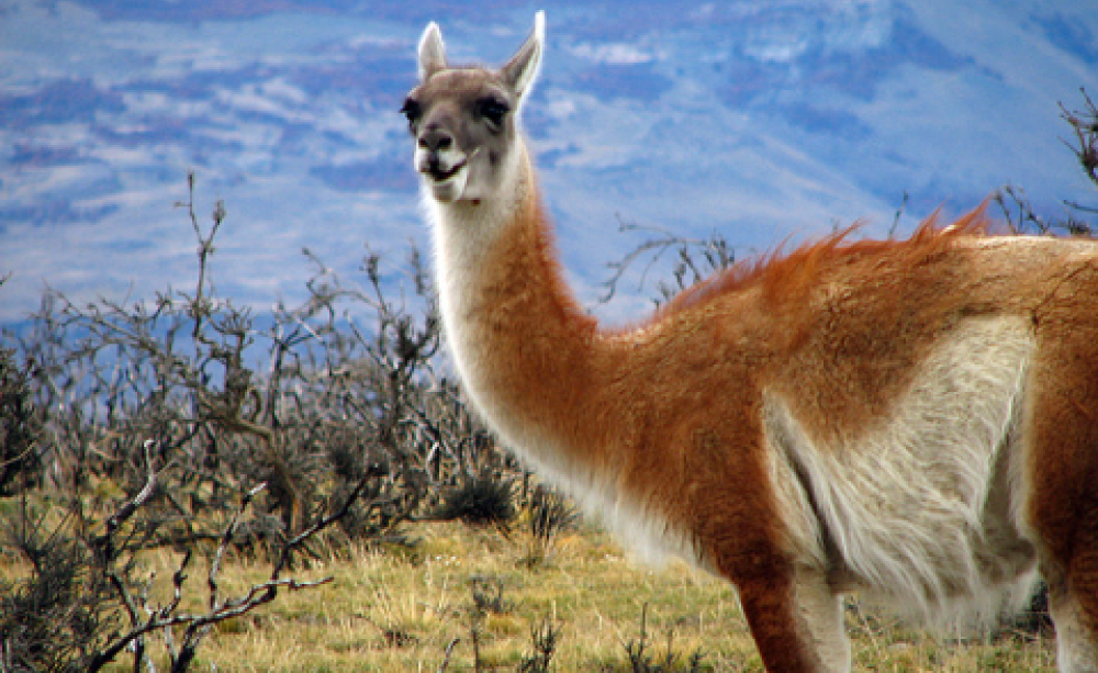 Guanaco in Chile's Torres del Payne National Park. Photo: Fernando Venegas Traba via Flickr.com.