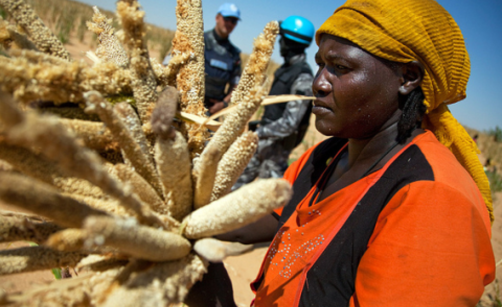 Sadias Adam Imam collects millet, El Fasher, Darfur. Photo: UNAMID via Flickr.com.