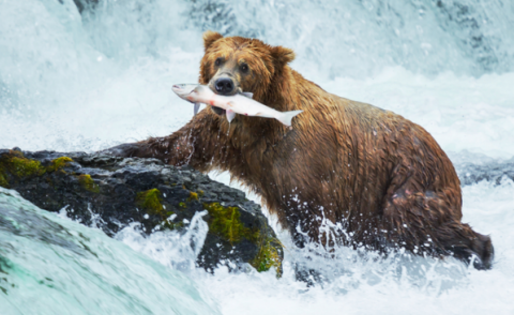 Had his chips? Galyna Andrushko / Shutterstock.com.