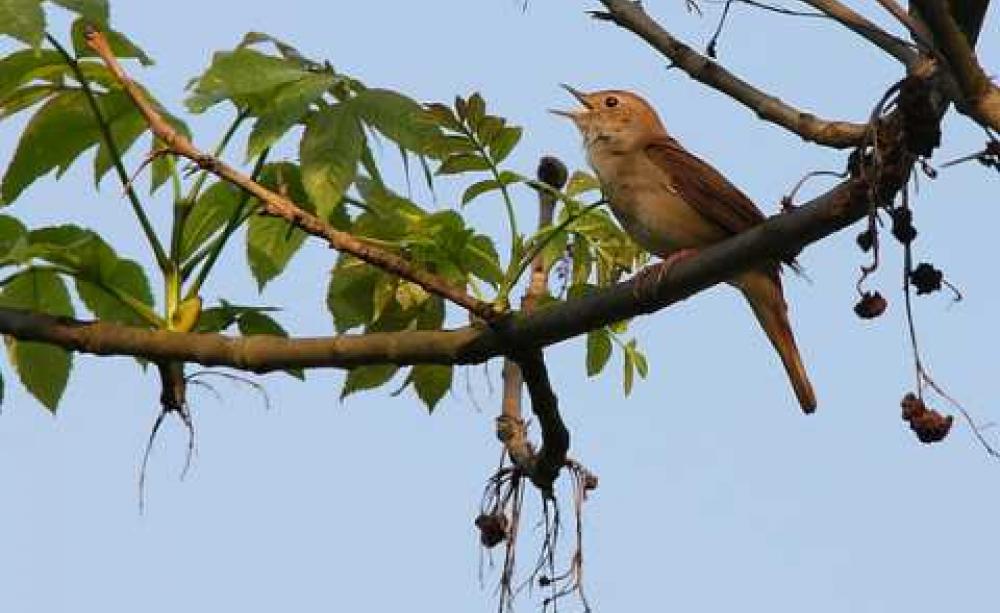 Common nightingale (luscinia megarhynchos). Photo: gynti_46 via Flickr.com.