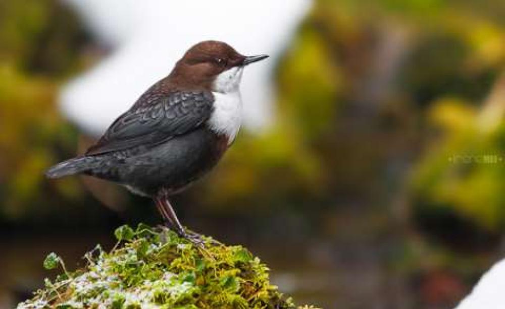 European Dipper (Cinclus cinclus) near a waterfall in the Carpathian mountains. Photo: Irene Mei via Flickr.