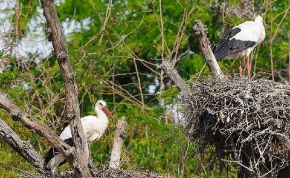 White storks nesting at Coto Doñana, Spain. Photo: Ian Keith via Flickr.