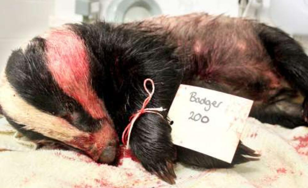 The bloodied corpse of badger 200, whisked away before it could be retrieved by cullers and subjected to a post-mortem that showed it had been shot in the wrong place and suffered a slow and painful death.