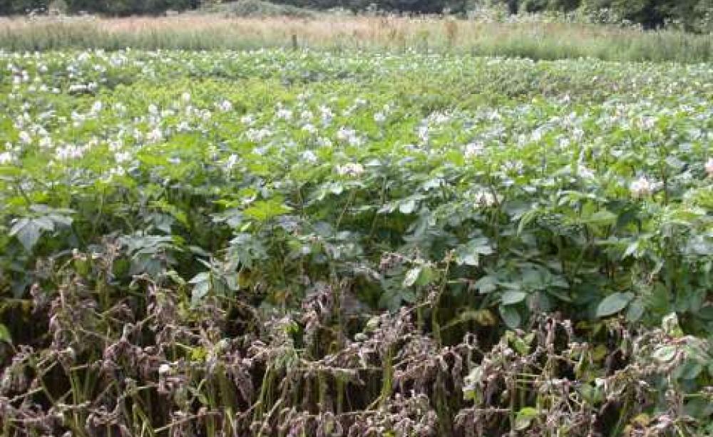 Trial at Glyn Farm, Anglesey, 2007: foreground - susceptible; background - Sarpo clone. Photo: Sarvari Trust.