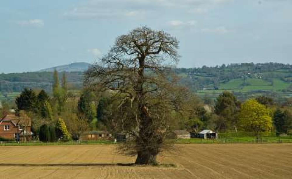 If Europe's farms, like this one near Ludlow, England, provide benefits to wildlife, it's no thanks to the EU's agriculture policies. Photo: Robert Davies via Flickr.