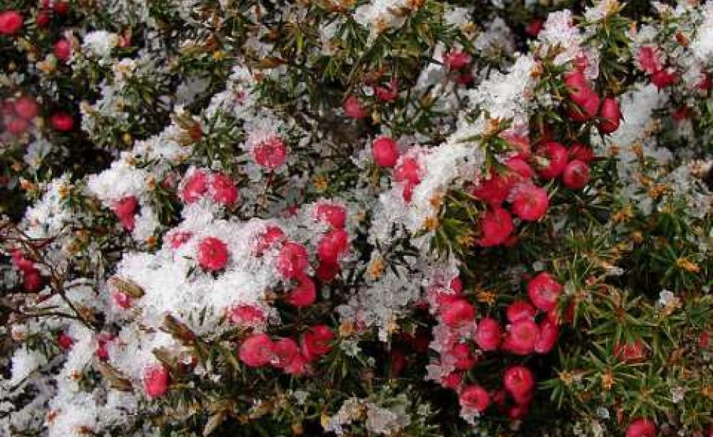 Snow on Mountain Pinkberry (Leptecophylla) in the Tasmanian Wilderness. Photo: Tatters ❀ via Flickr.