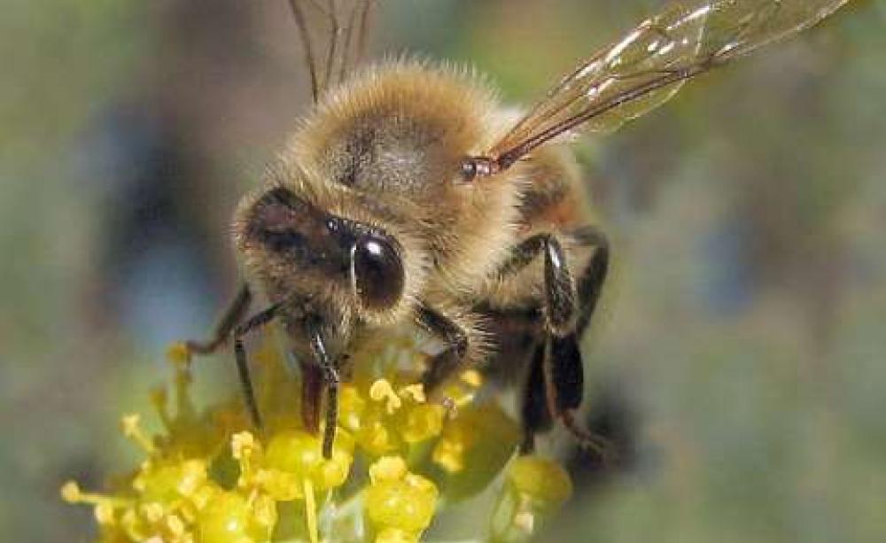 Bee gathering nectar. Photo: Jack Wolf via Flickr.