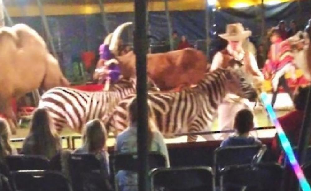 Wild animals photographed at Jolly's Exotics circus. Photo: Animal Defenders International.