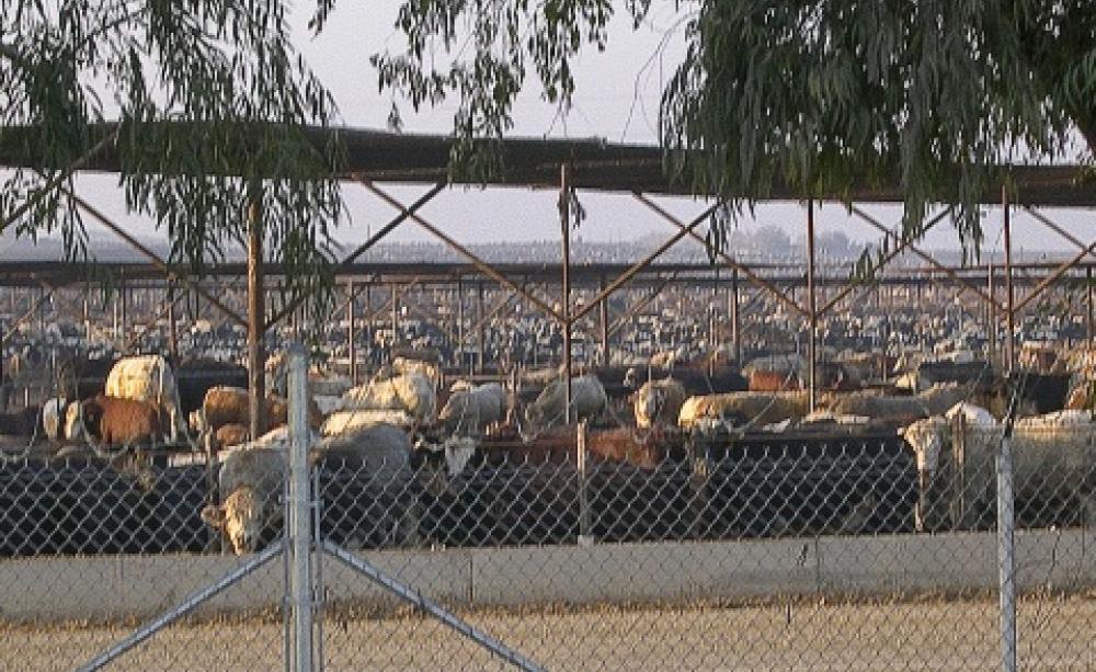 Cattle packed in as far as the eye can see at the Harris Ranch feedlot in California. Photo: Farm Sanctuary via Flickr.