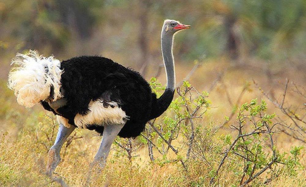 The Somali ostrich is now recognised as a separate species, but it's listed as 'vulnerable' owing to hunting, egg collecting and other threats. Photo: Steve Garvie via Flickr, taken in Kenya's Rift Valley.