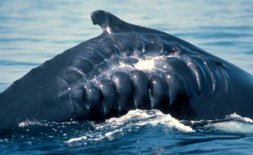 Few whales survive a close shave with a ship’s propeller. This is one of the lucky ones. Photo: Alisa Schulman-Janiger, CC BY.