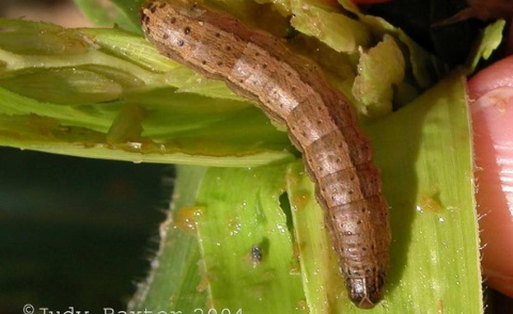 A fall armyworm caterpillar in a sweetcorn cob. Photo: Judy Baxter via Flickr.
