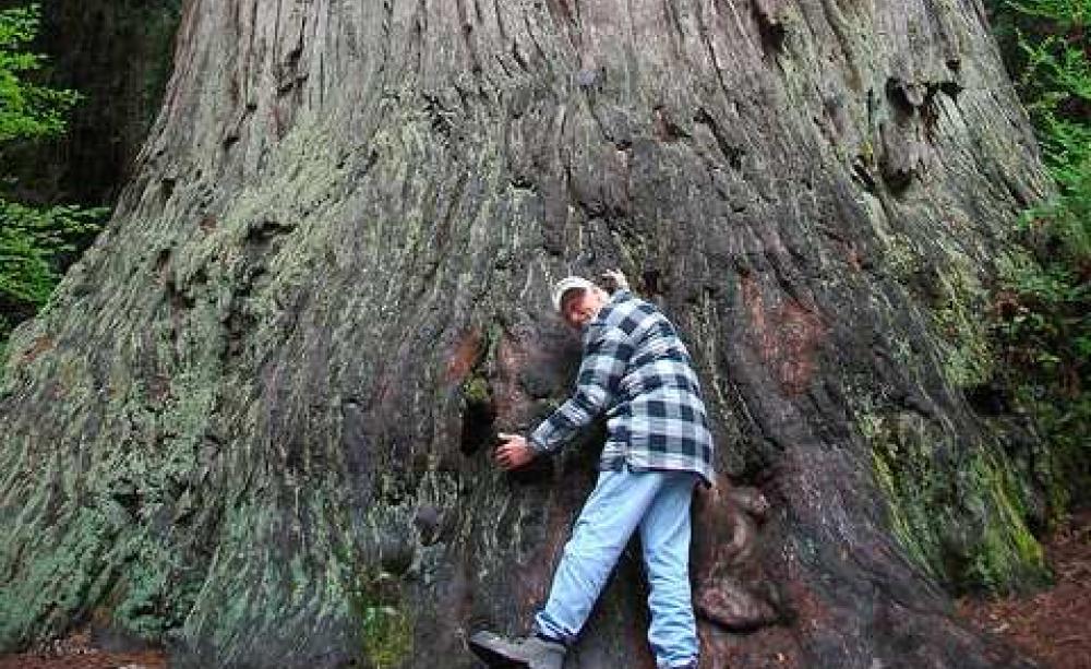 Yes I'm a full blown tree hugger now! Photo: John Mosbaugh via Flickr.