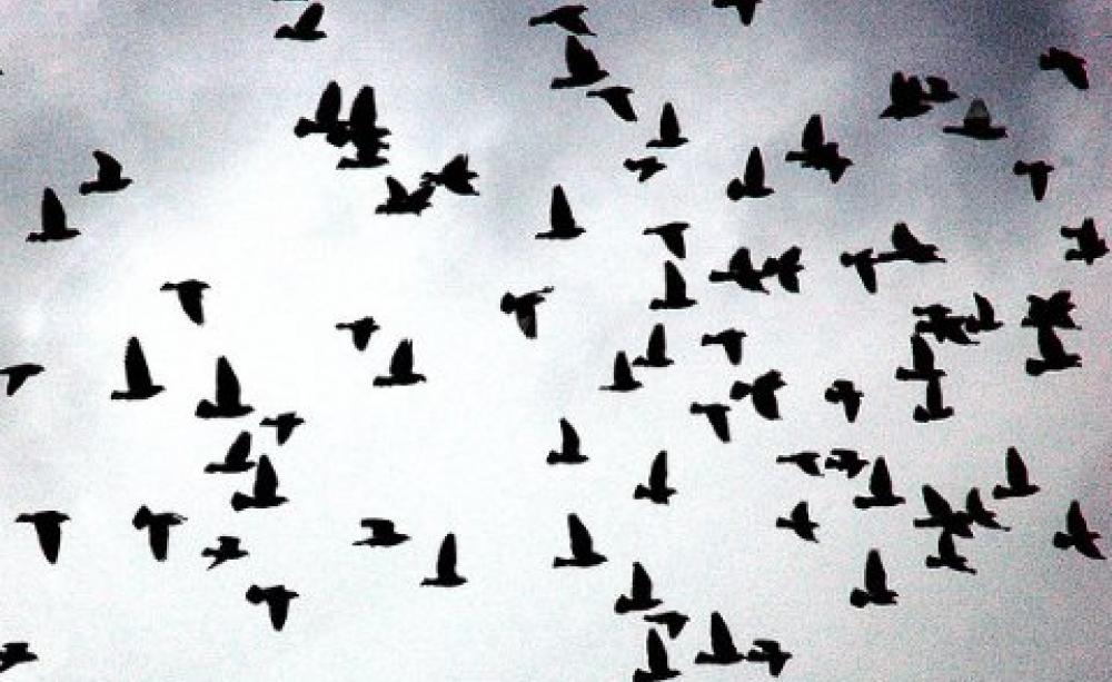 Birds and airplanes are a poor mix - but do we need to slaughter quite so many? Photo: Eugene Zemlyanskiy via Flickr.