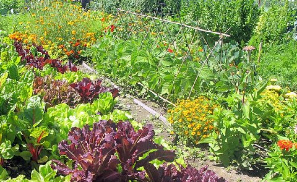 Letting the seeds grow free on a vegetable garden in BC, Canada. Photo: Christopher Porter via Flickr.