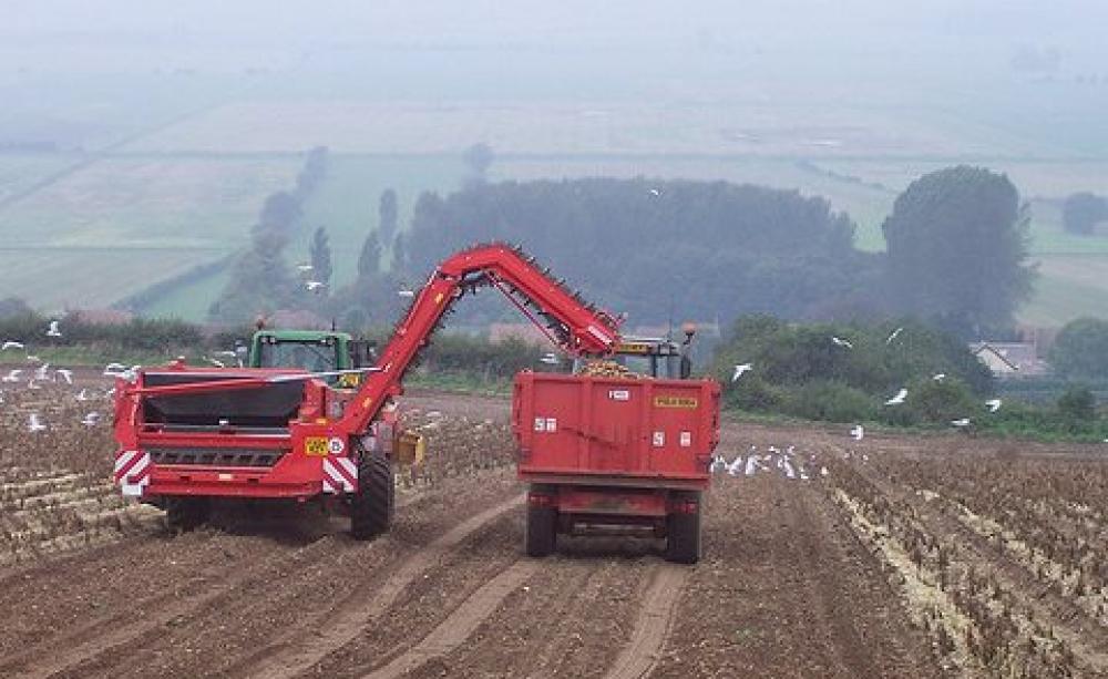 Glyphosate herbicides are often sprayed on potato crops prior to harvest to 'dessicate' the plants' green leaves. Photo: David Wright via Flickr.
