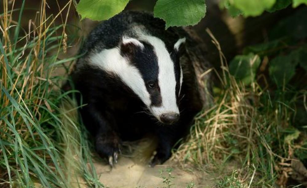 Badger seen at the British Wildlife Centre, Newchapel, Surrey. Photo: Peter Trimming via Flickr.