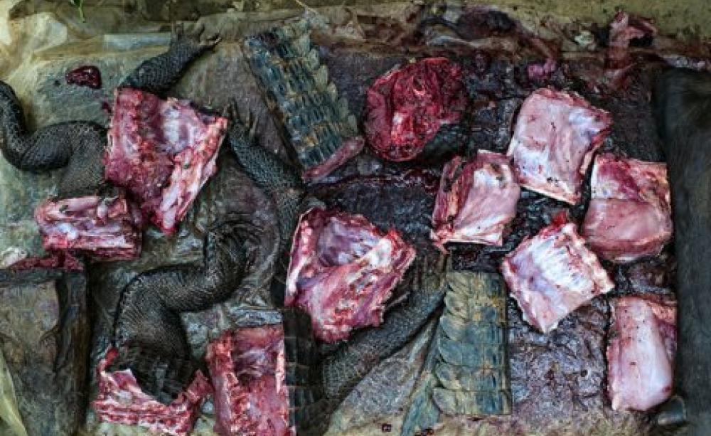What’s for dinner? Crocodile and antelope. CIFOR, CC BY-NC-ND.