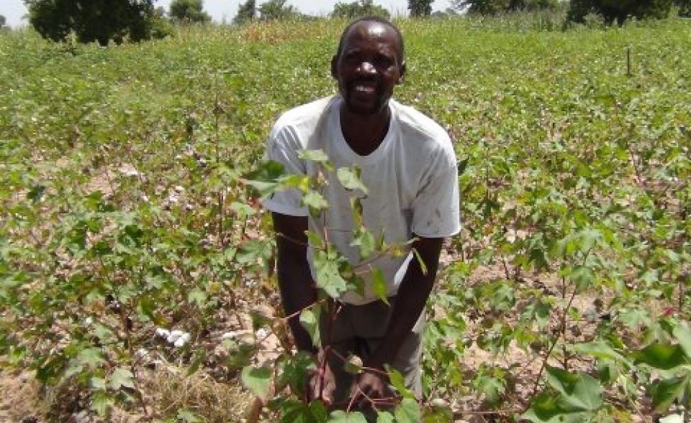 Moussa Konate cultivating his fields. Photo: Fernando Naves Sousa.