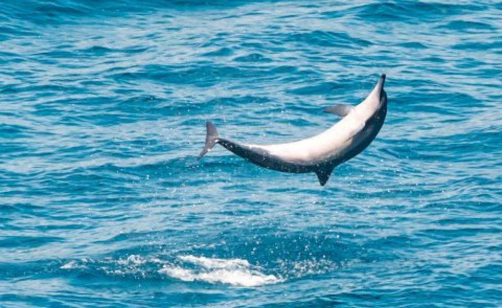 A Bottlenose Dolphin does a backflip off of Kilauea Point, Hawaii. Photo: Byron Chin via Flickr.