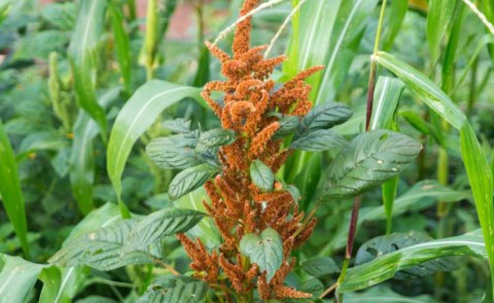 Amaranth amongst the the corn plants. It is traditional in Oaxaca, to grow crops in the same field. This is called the ‘milpa system'. Photo: Anna Bruce.