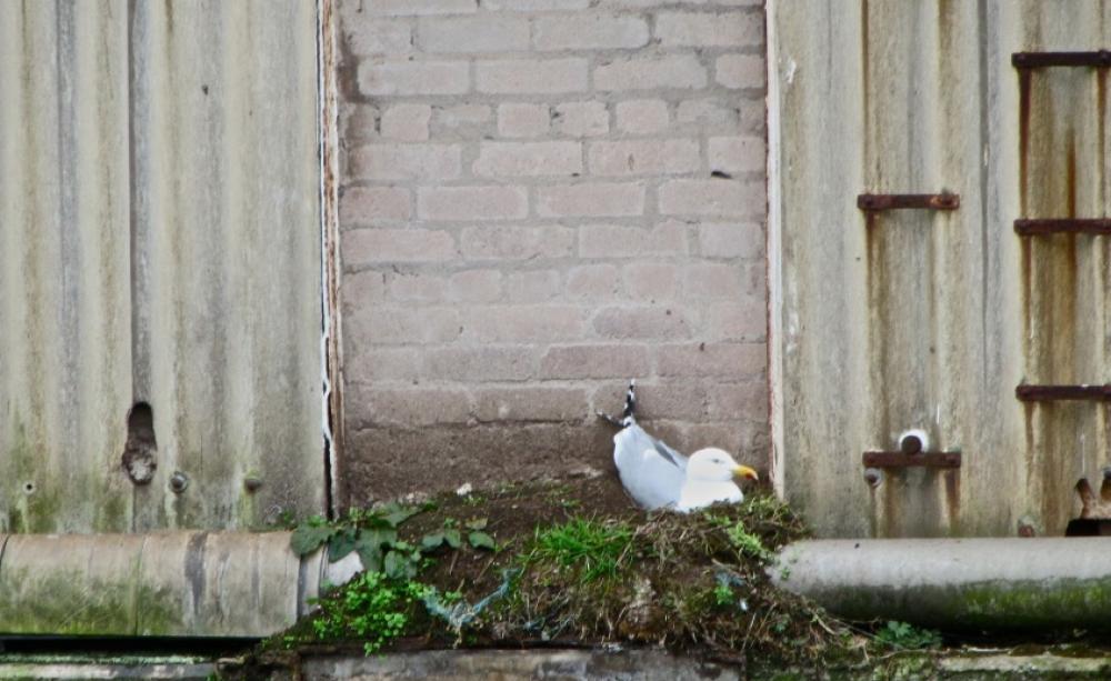 Sellafield - the B30 pond with seagull, possibly in 2012.