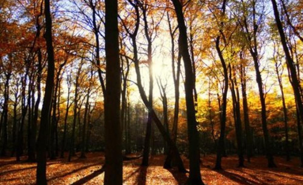 Saved - for now. Hopwas Woods, Staffordshire. Photo: James Broad / Woodland Trust.