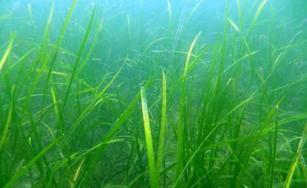 Seagrass. Photo: Richard Unsworth.