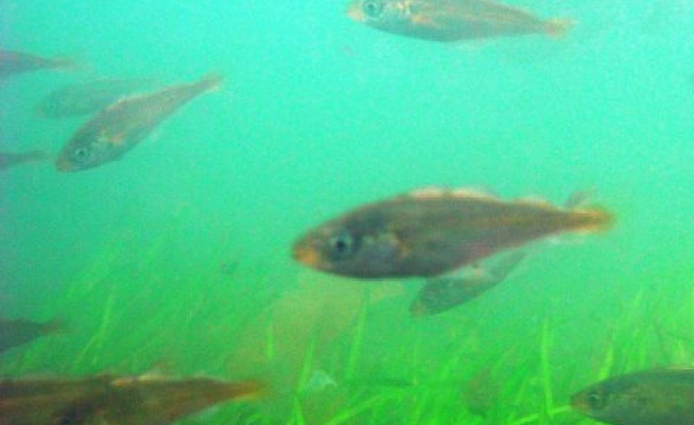 Cod smolts among seagrass. Photo: John Carroll.