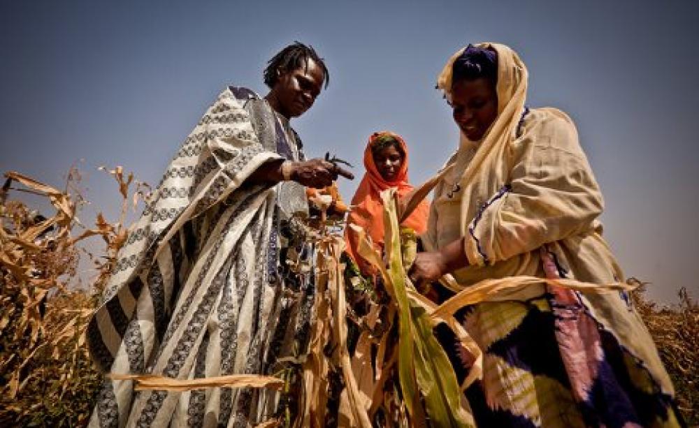 Baaba Maal inspects failed corn crops in Mauritania. Photo: Oxfam International via Flickr.