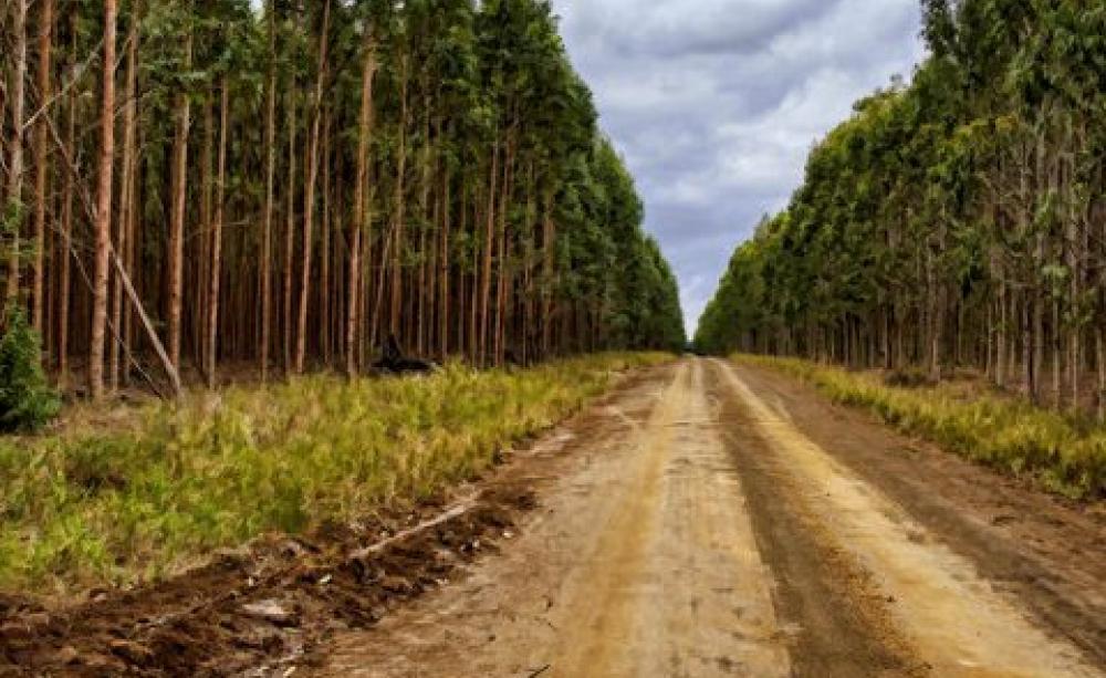 FAO - it's not a forest! Miles after mile of Eucalyptus plantation in South Africa. Photo: Steve Slater via Flickr CC-BY.