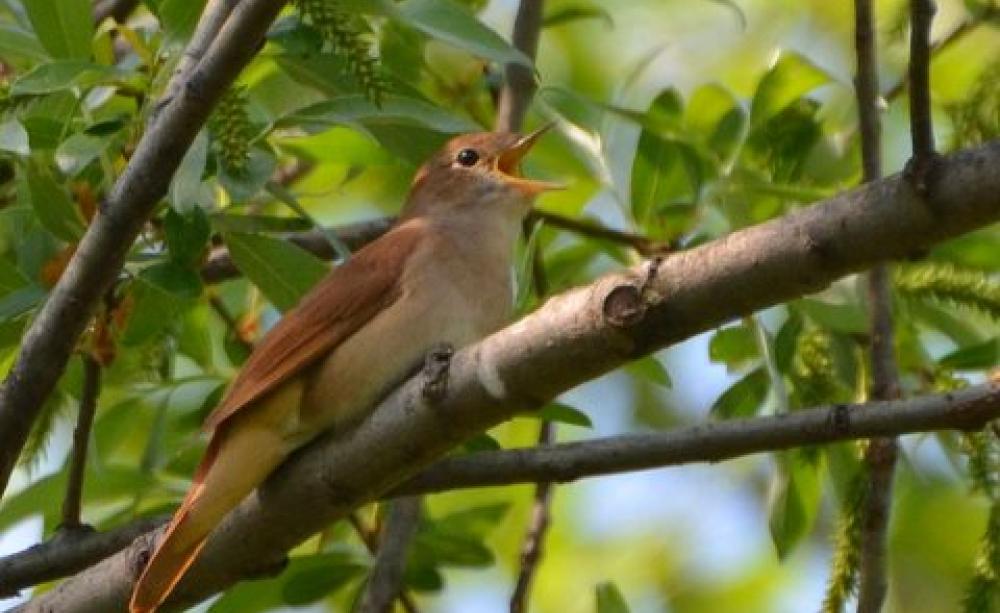 Common Nightingale (Luscinia megarhynchos) by Noel Reynolds via Flickr, CC BY 2.0.