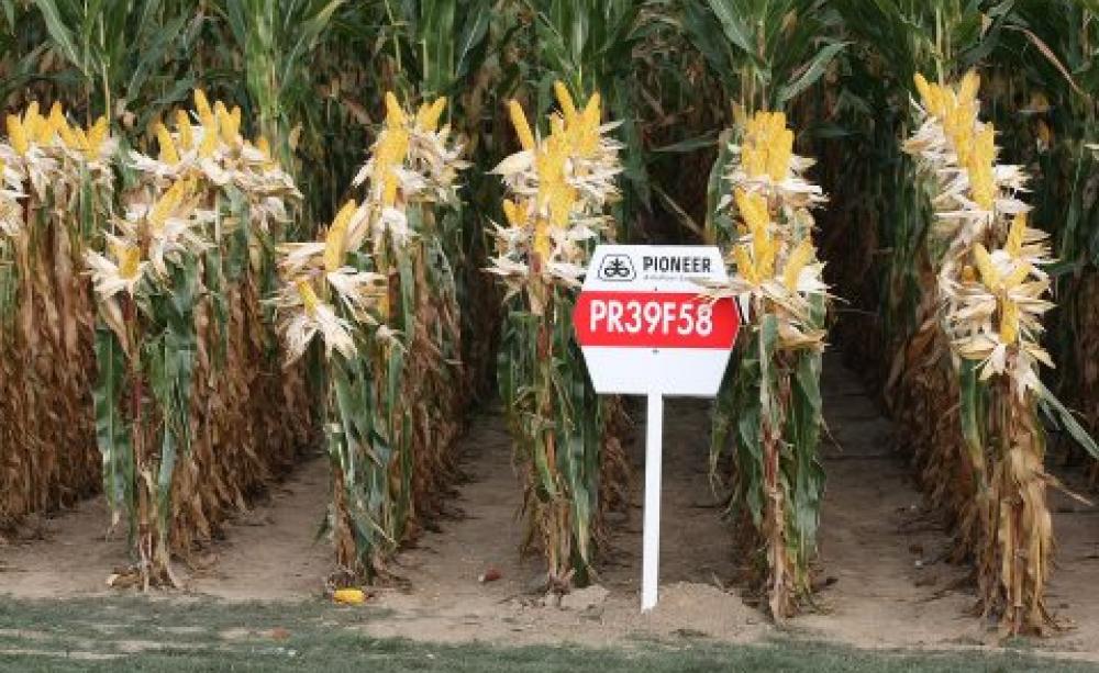 Pioneer's PR39F58 maize at Werktuigendagen, Belgium 2009. Photo: Bdk via Wikimedia Commons (CC BY-NC-ND 2.0).