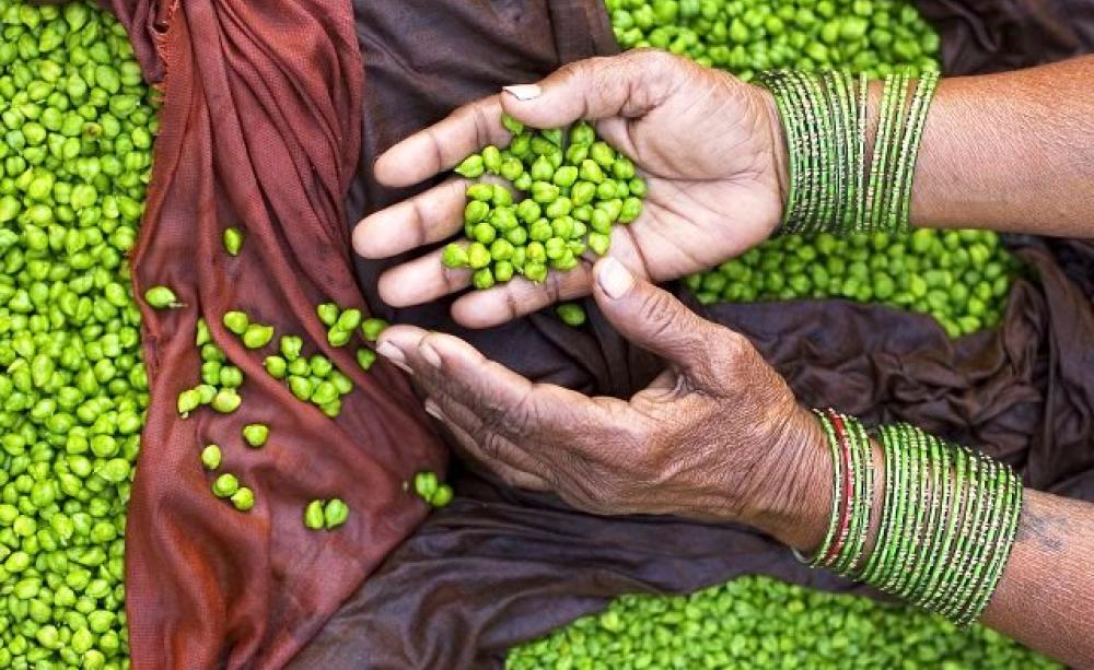 Fresh green chickpeas on sale in Varanasi, India. Photo: © Jorge Royan (royan.com.ar) via Wikimedia Commons, (CC BY-SA 3.0).