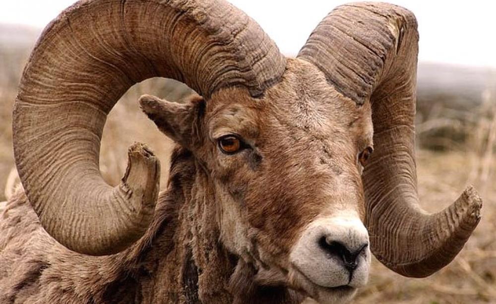 Old Bighorn ram on the banks of the North Fork of the Shoshone River after eating some of the first green grass of spring. Photo: Yellowstone Gate via Flickr (CC BY-NC-ND 2.0).