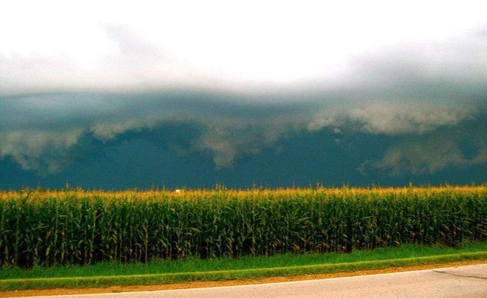Cornfield in Iowa, almost certainly growing a GMO crop. Photo: Laura Bernhardt via Flickr (CC BY-ND 2.0).