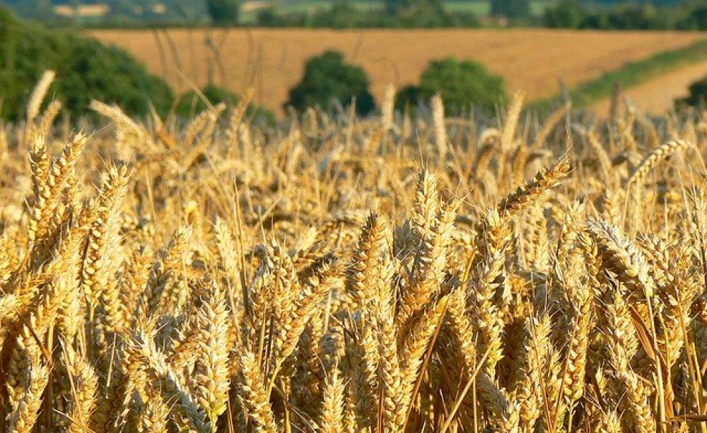As for whether we want GMO crops ... who cares? A field of wheat (non-GM) neat Templecombe, England. Photo: Helen ST via Flickr (CC BY-NC-SA 2.0).