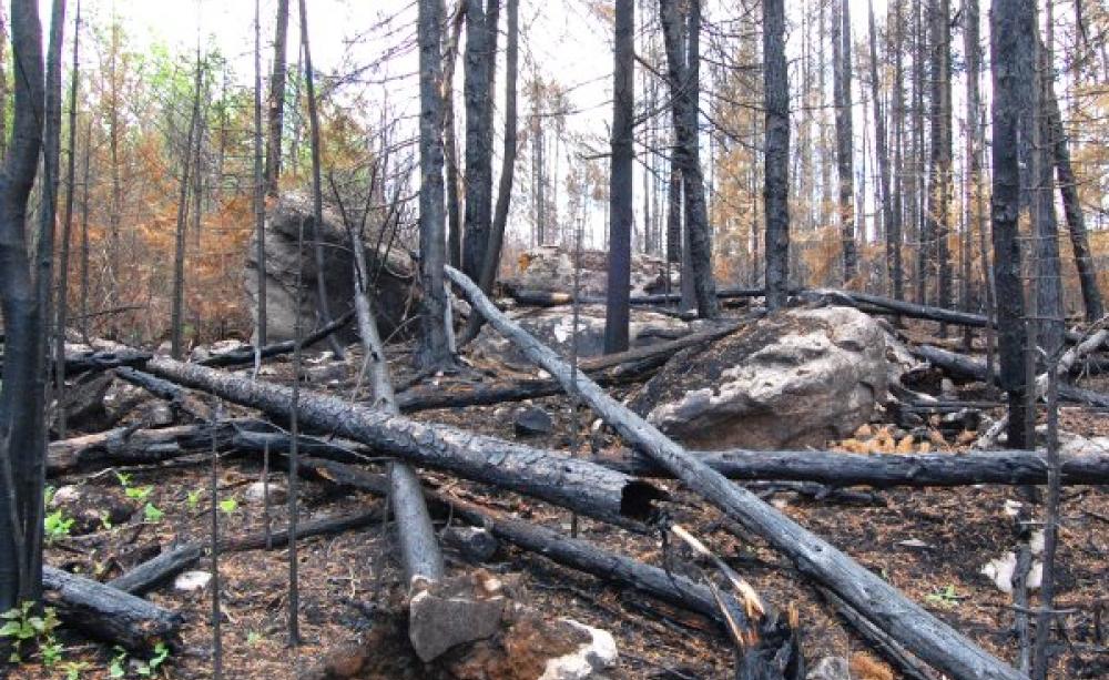 Charred, burned trees after the Ham Lake fire, Minnesota, 2007. Photo: Eli Sagor via Flickr (CC BY-NC 2.0).