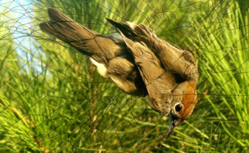 A female Blackcap caught in a mistnet on the UK's Cyprus military base. Photo: Graham Madge / RSPB.