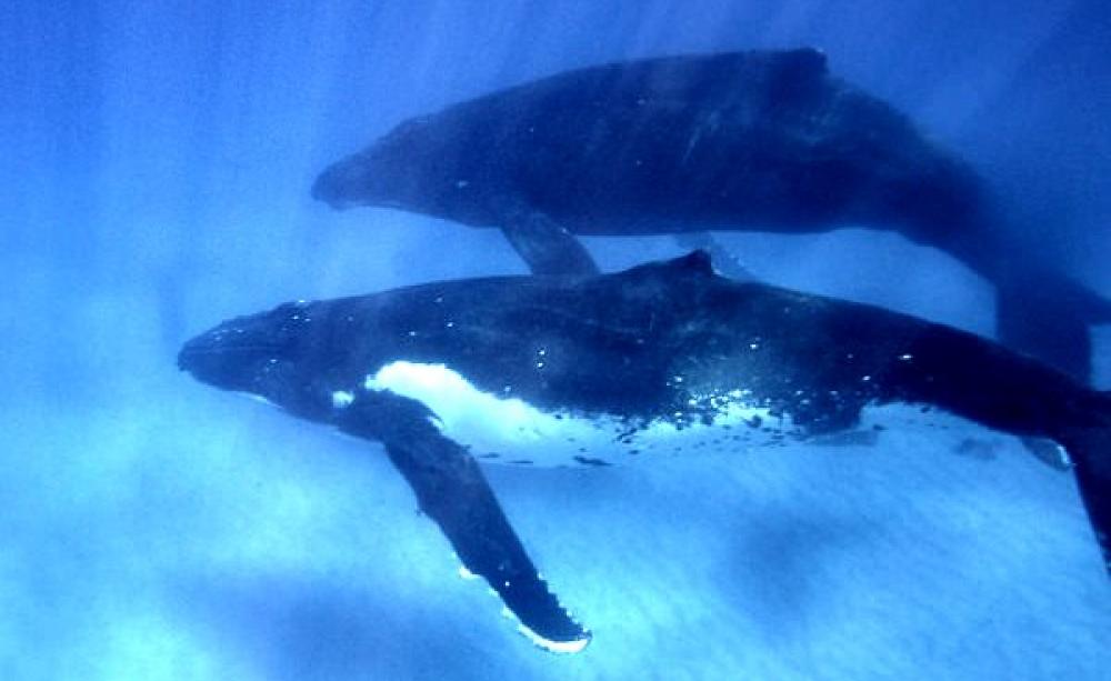 Humpback whales in the Pacific Ocean near Pitcairn Island. Photo: Robert Irving / Darwin Initiative via Flickr (CC BY-NC-SA 2.0).