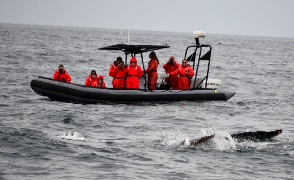 Whale watching off Digby's Neck, Nova Scotia, where Bilcon wants to site a massive basalt quarry. Now Canada must pay Bilcon as much as $300 million following a NAFTA judgment that the company's right to profit comes before cetacean survival. Photo: Reigh