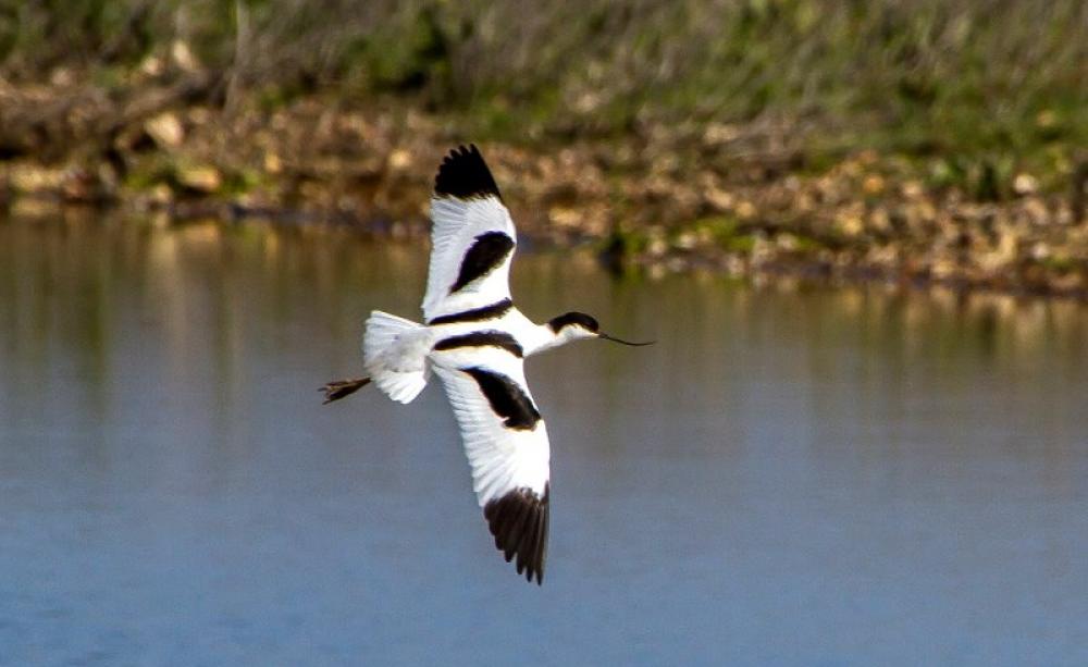 Avocet (Recurvirostra avosetta) at RSPB Medmerry, West Sussex England. Photo: BiteYourBum.Com Photography via Flickr (CC BY-ND).