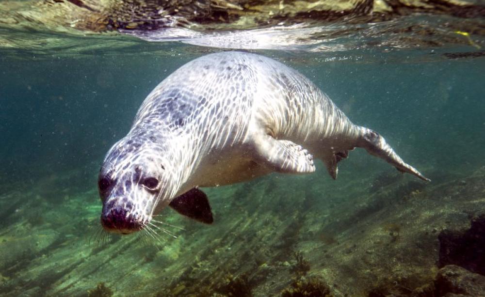 Swimming seal at Barrel of Butter, Scapa Flow, Scotland. Photo: Dafydd Thomas via Flickr (CC BY-NC-SA).
