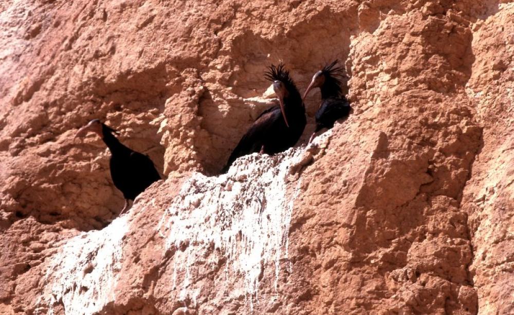 A pair of Northern Bald Ibis engaged in courtship at their nest in the Palmyra desert the year of the rediscovery (2002). Photo: Gianluca Serra.
