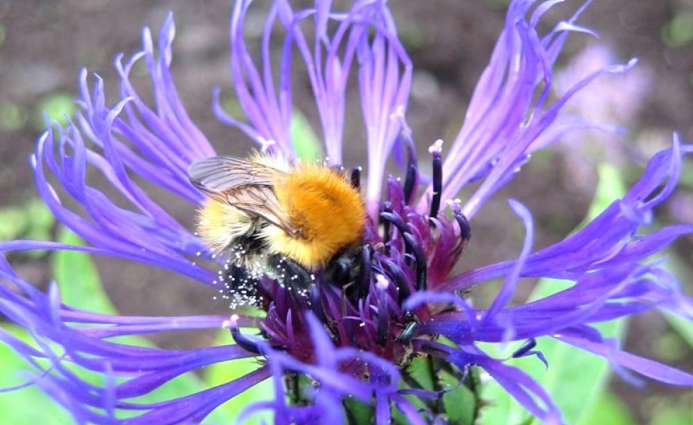 The Common Carder Bumblebee is easy to identify - it's a drab gingery brown all over. Photo: Dave Goulson.