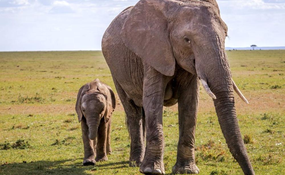 Without a cooperative, trans-boundary approach to wildlife conservation, Africa will struggle to conserve its biodiversity - like these elephants in the Masai Mara, Tanzania. Photo:  R∂lf Κλενγελ via Flickr (CC BY-NC).
